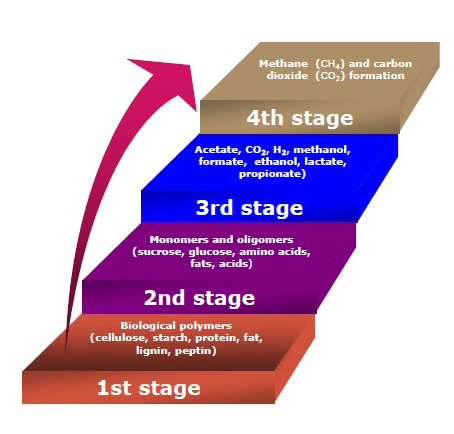 biogas_stages